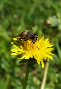 Pollination